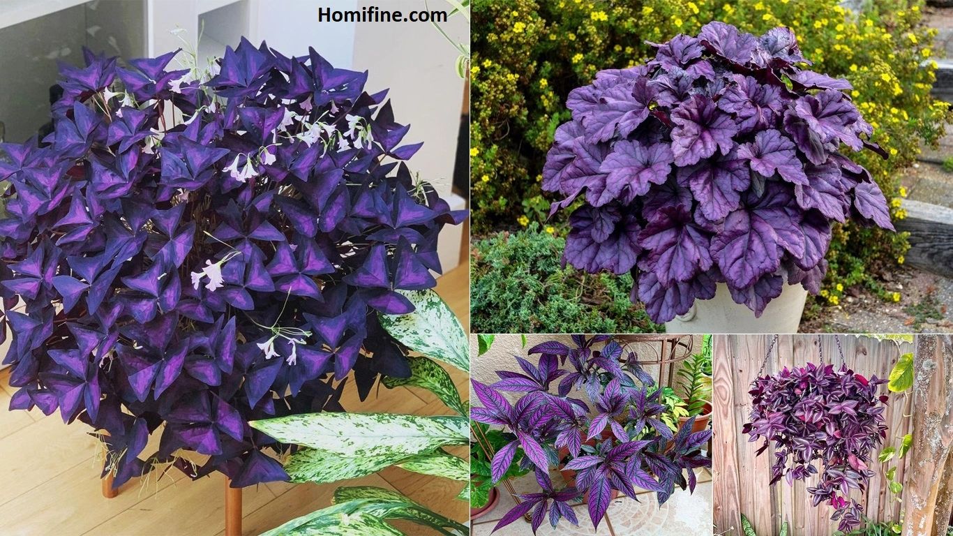 Beautiful Purple Houseplants to Liven Up Your Home